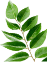 curry leaf extract