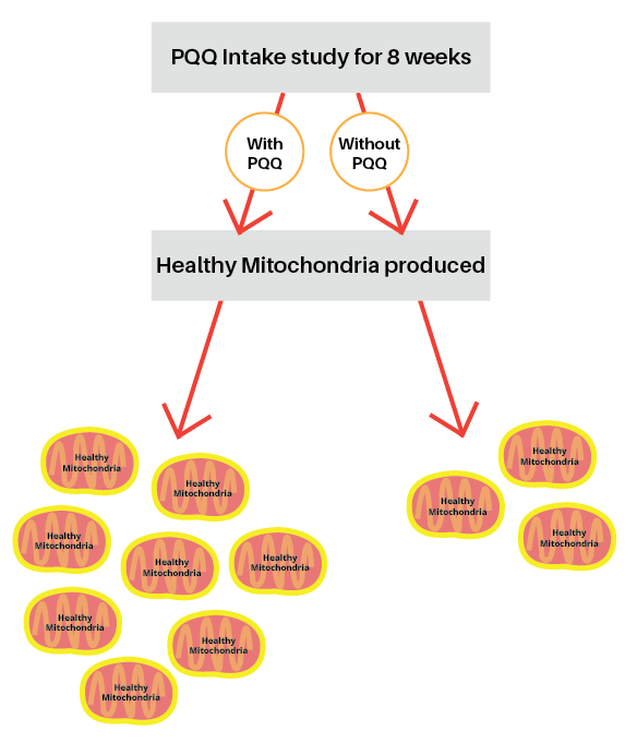 PQQ (pyrroloquinoline quinone) study