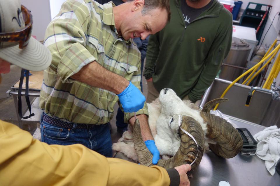 Stone Glacier Alaska Chugach Dall Sheep Hunt