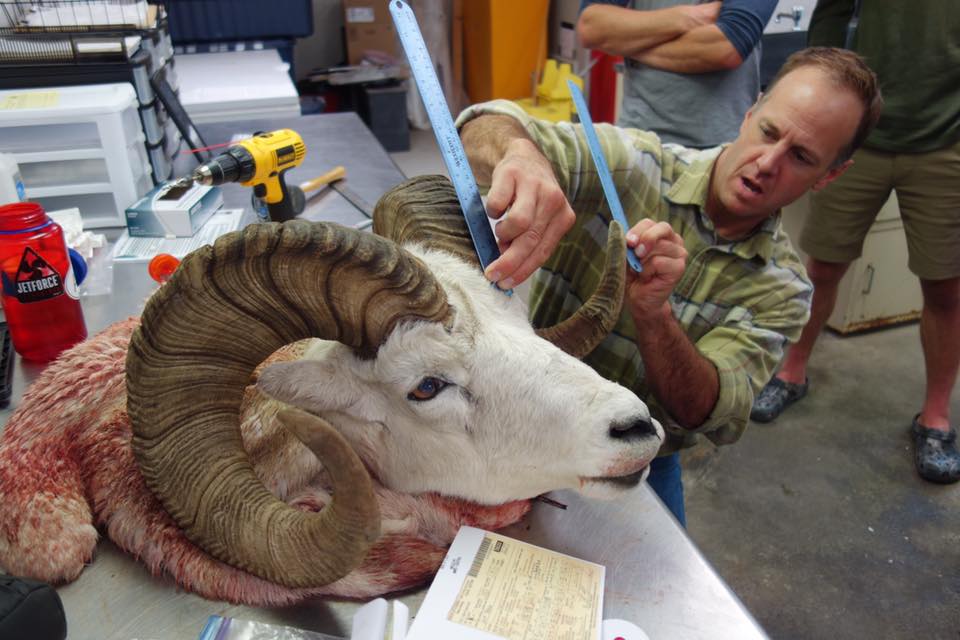 Stone Glacier Alaska Chugach Dall Sheep Hunt