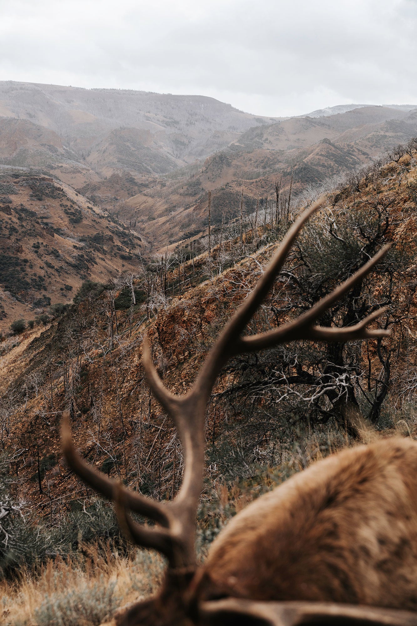 Bull elk