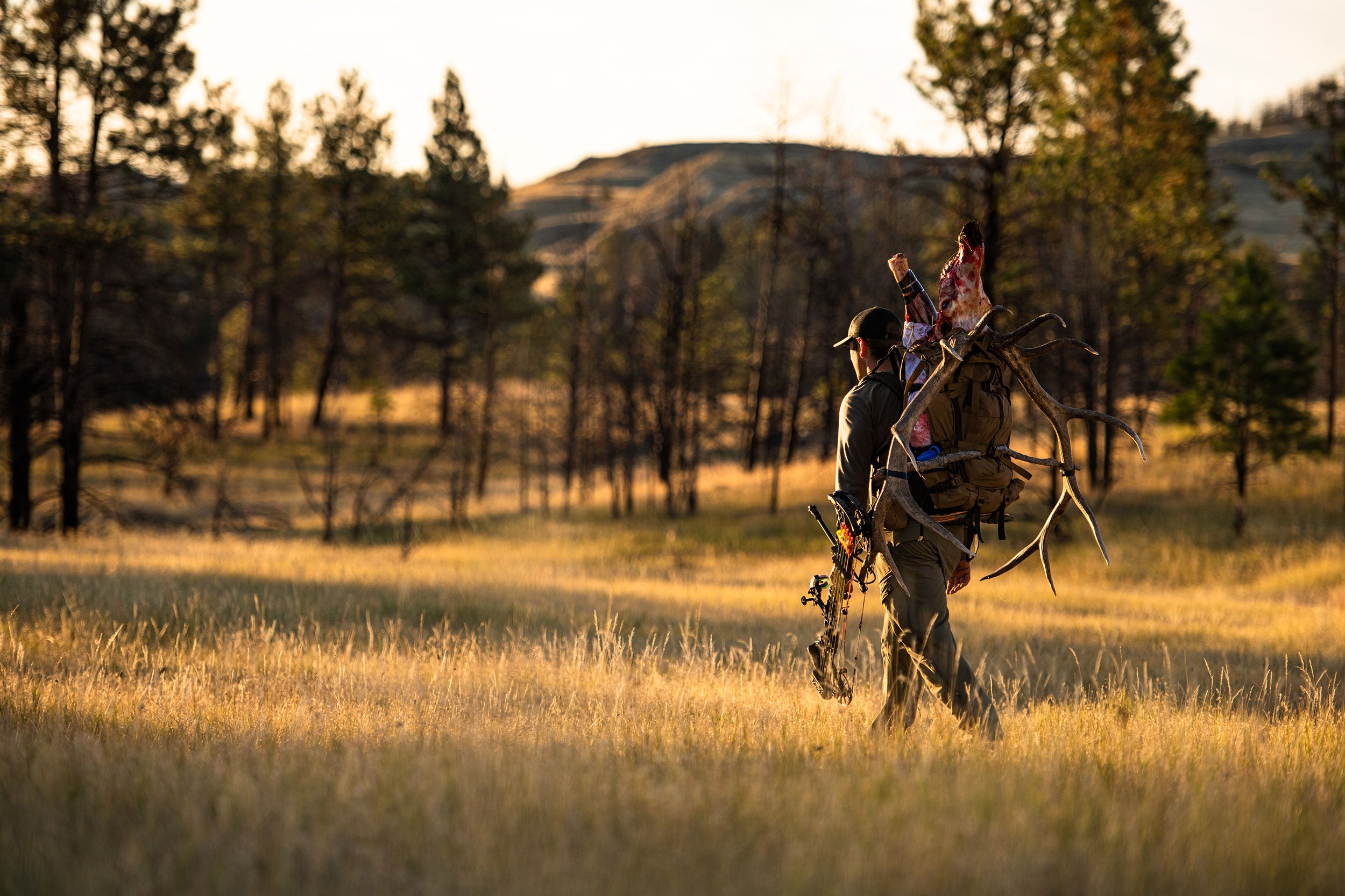 Archery hunter with bull elk.