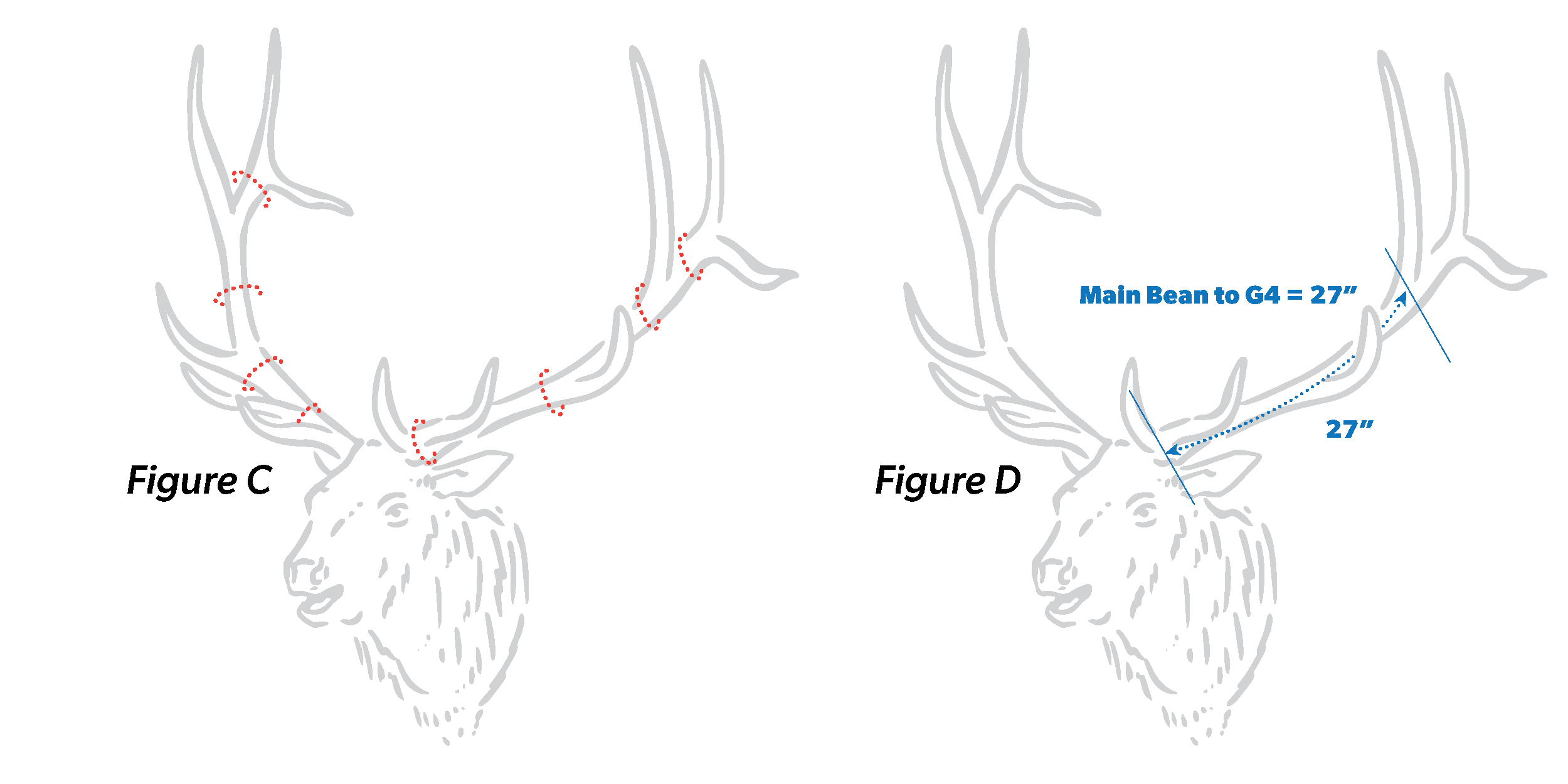 Figure C & D - Elk Judging