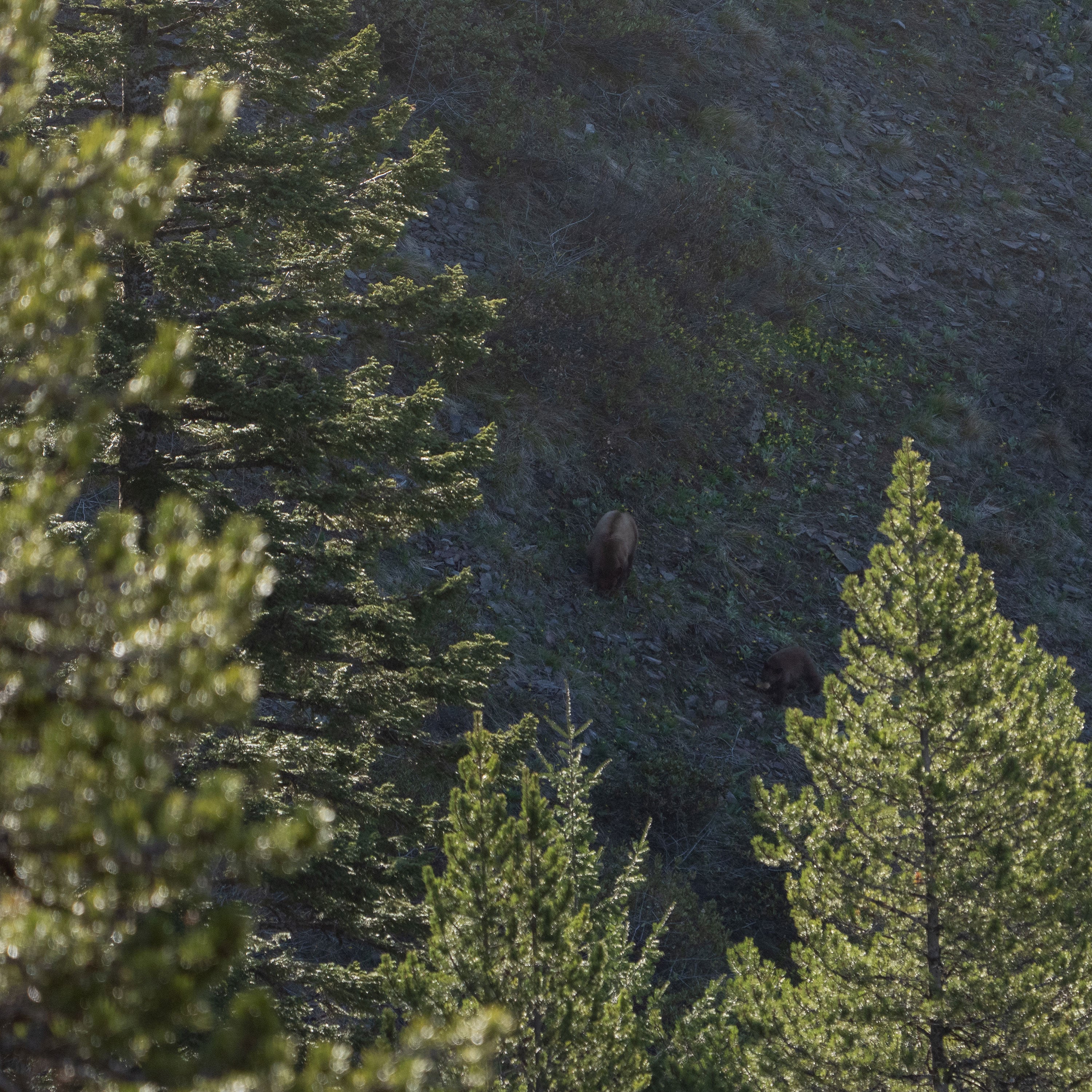 Black bear in mountains