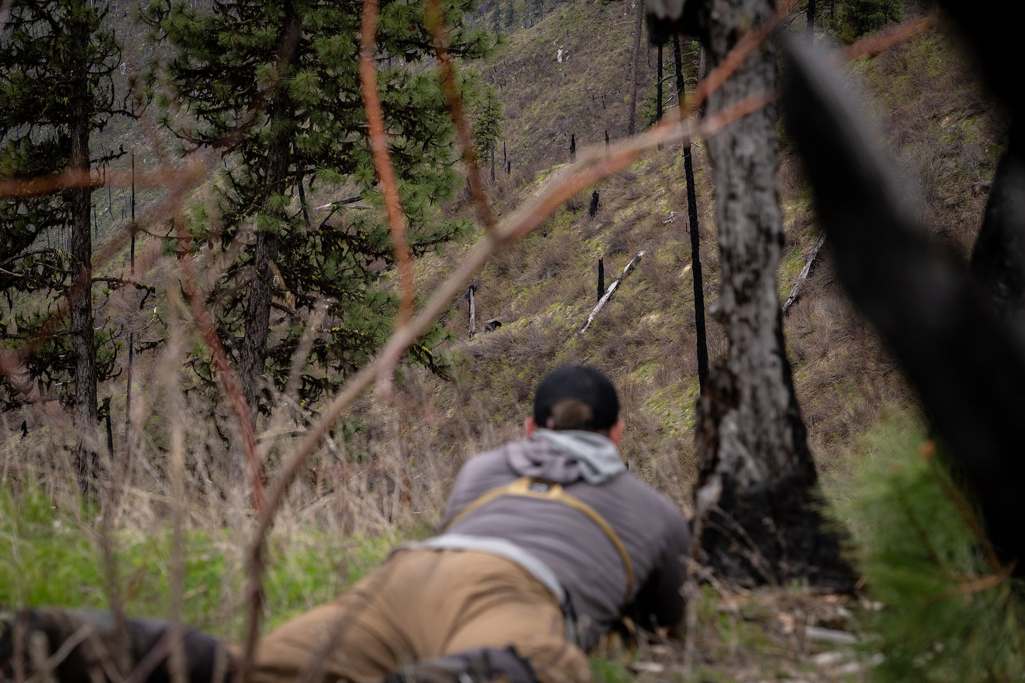 Hunter aiming rifle at bear