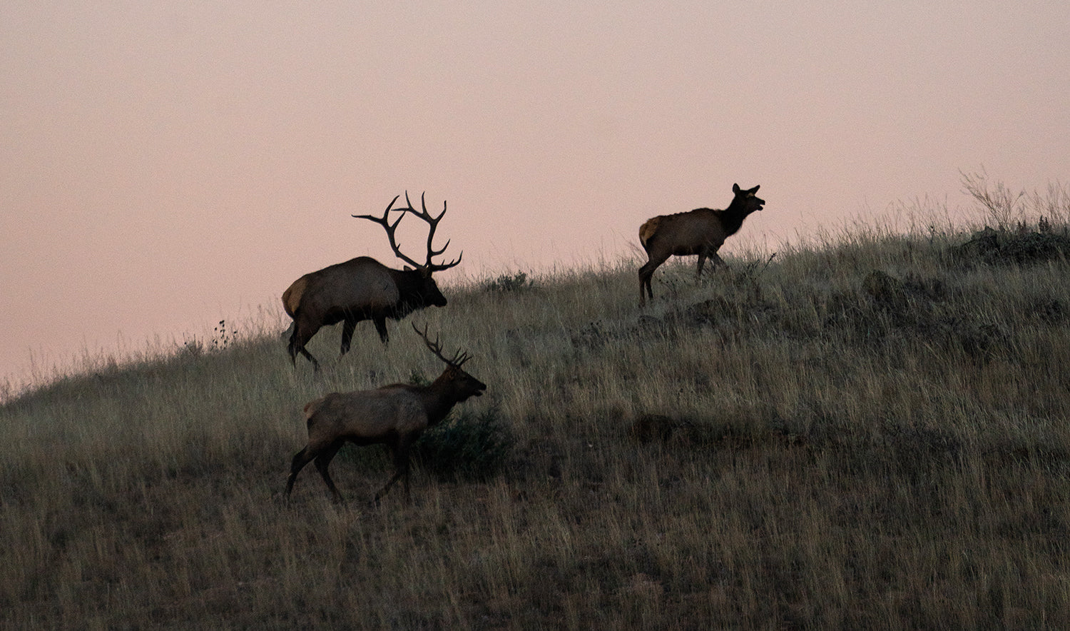 bull elk on horizon