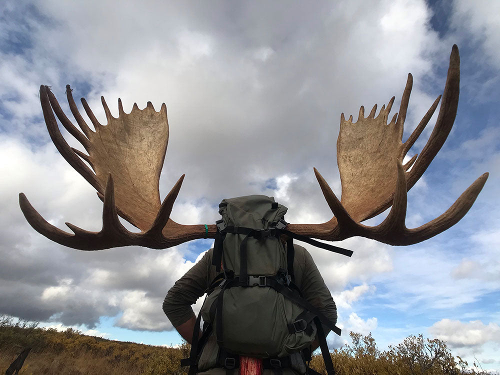 hunter hauling moose in hunting pack