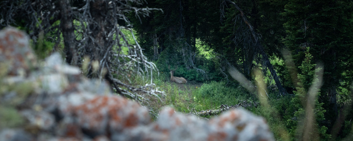 mule deer, summer scouting, scouting, stone glacier, zack boughton, hunting