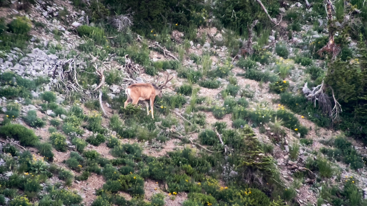 mule deer, scouting, summer range, high country, stone glacier