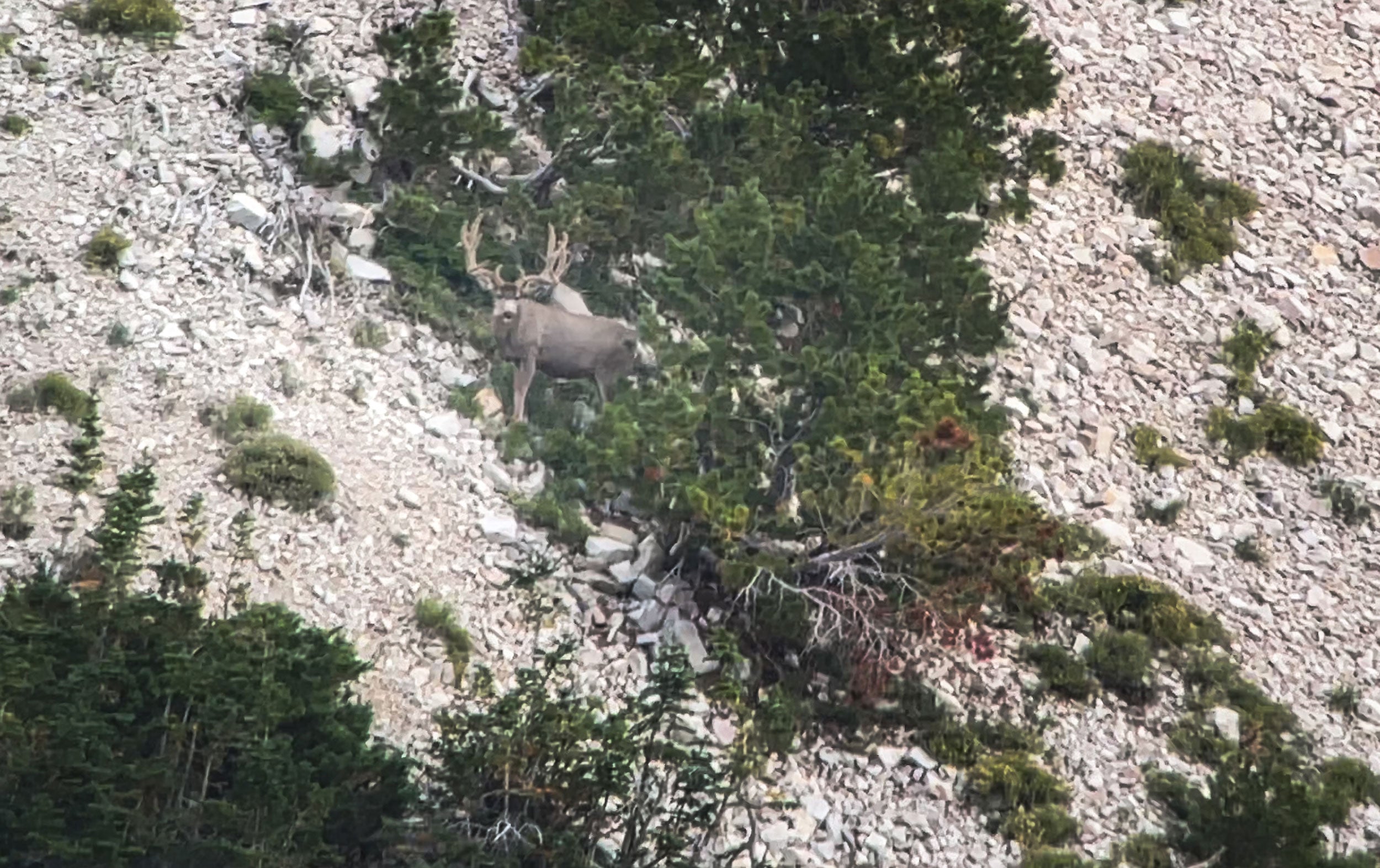 Mountain mule deer