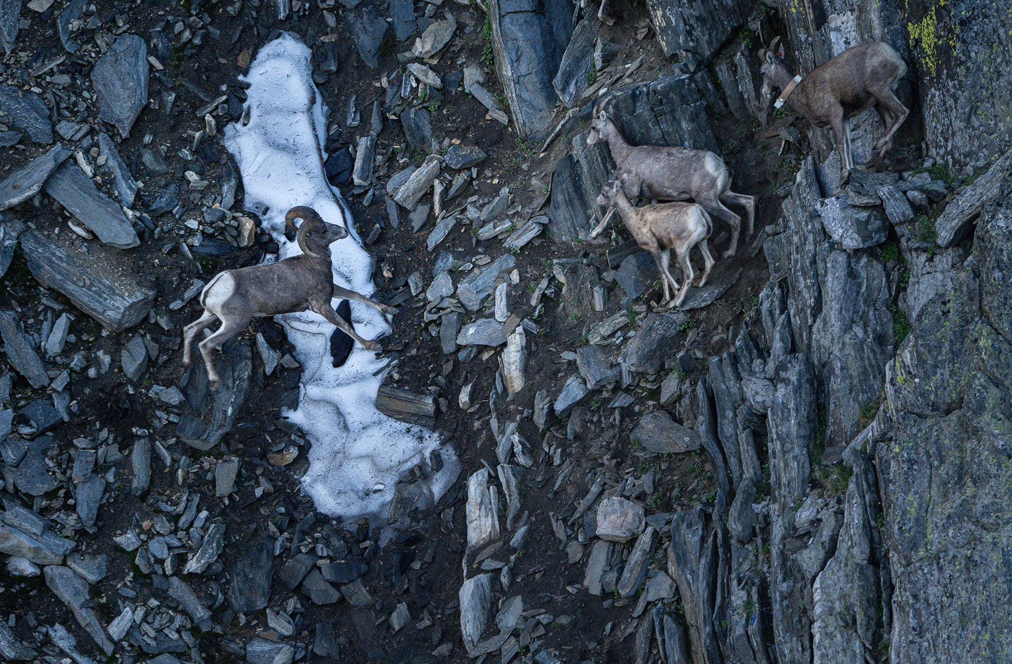 Bighorn sheep