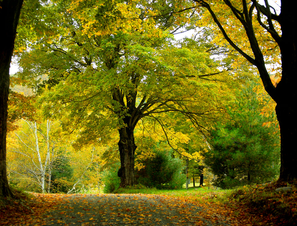 The Berkshires, Massachusetts, leaves, fall, colors, autumn