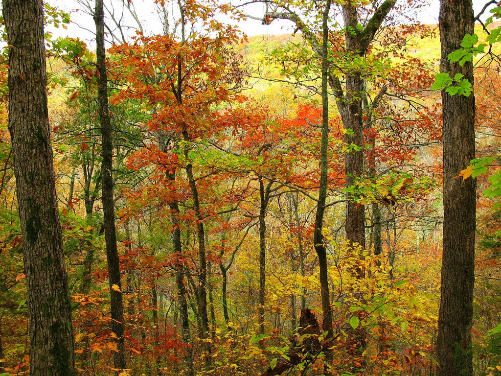 The Ozark National Forest, Arkansas, fall, colors, USA, leaves, autumn