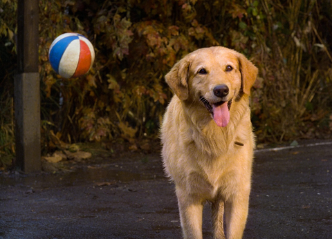 Buddy, the dog from the film Air Bud
