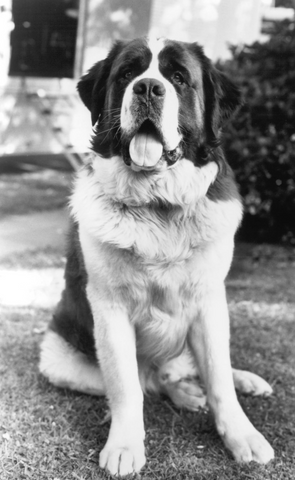 Chris, the dog who played on the film Beethoven