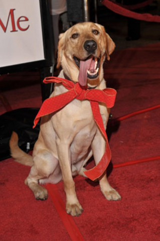 Clyde, the dog who starred in Marley & Me