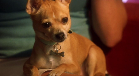 Moonie, the dog who played 'Bruiser' on Legally Blonde