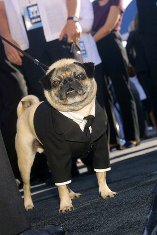 Mushu, the dog who played Frank in Men In Black