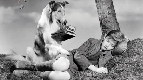 Pal, the dog who played Lassie from the film Lassie Come Home