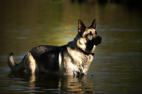 Rin Tin Tin, a renowned German Shepherd dog in the film industry