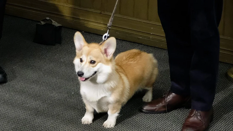 Stewart, the dog who played Cheddar in Brooklyn Nine-Nine