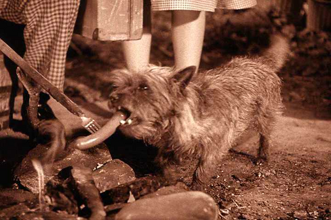 Terry, the dog who played Toto in The Wizard of Oz