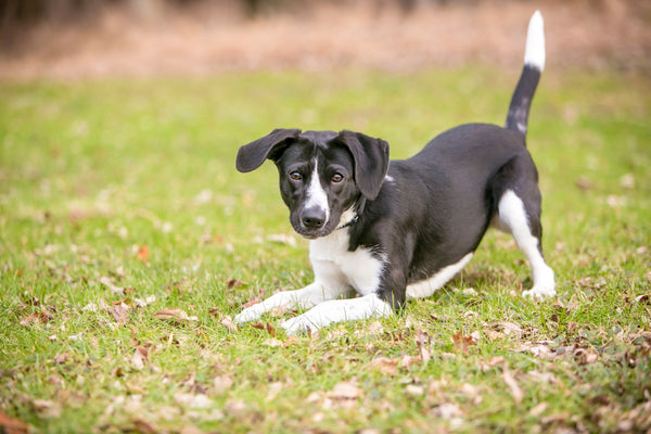 A playful black and white mixed breed dog, in a play bow position