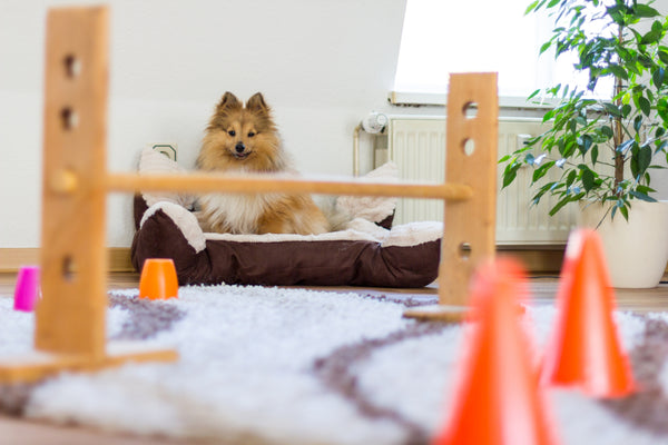 indoor agility course for dogs