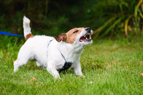 dog barking aggressively