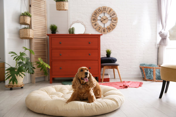 dog lying inside the house