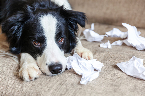 dog after mischief biting toilet paper lying on couch at home
