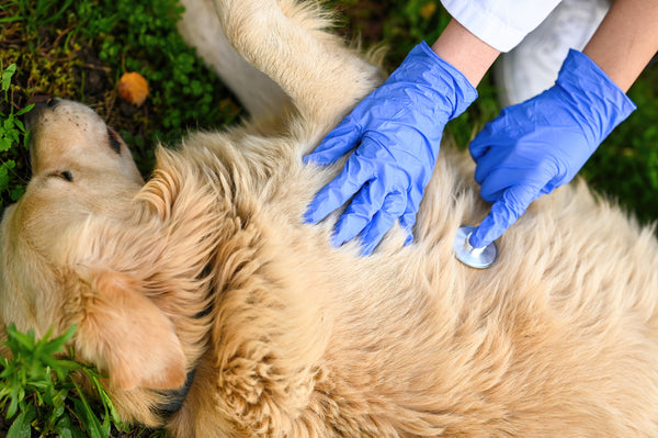 a dog lying down, being examined with a stethoscope