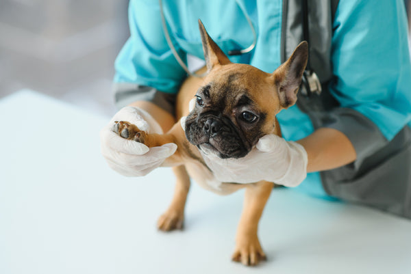 dog that looks sick, held by a nurse