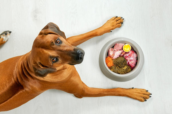 Dog lying near its bowl full of food