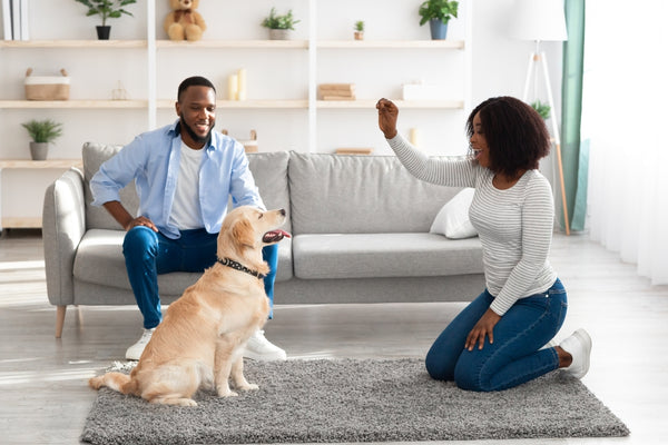 a couple teaching their dog in living room, rewarding them with treats