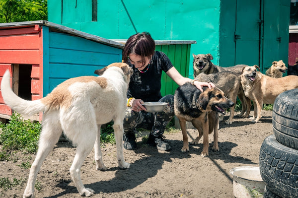 A woman petting rescue dogs at the shelter