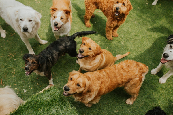 a group of dogs in a dog park