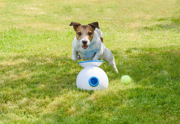 dog playing with an automatic ball launcher