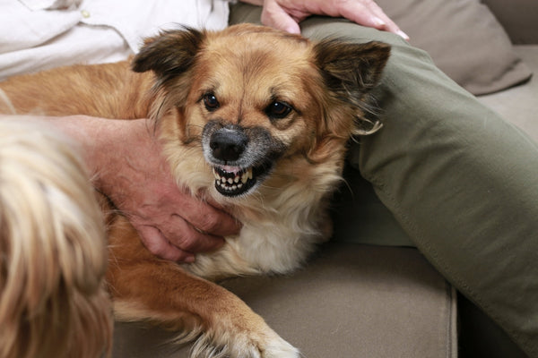 dog with an angry and aggressive expression