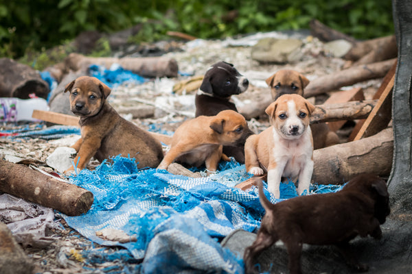 stray puppies in a dirty area