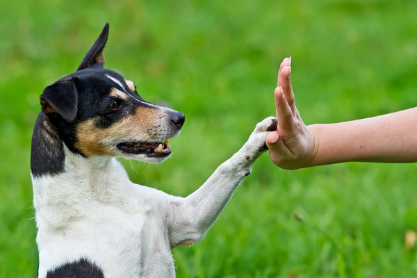 Dog pressing his paw against a person's hand