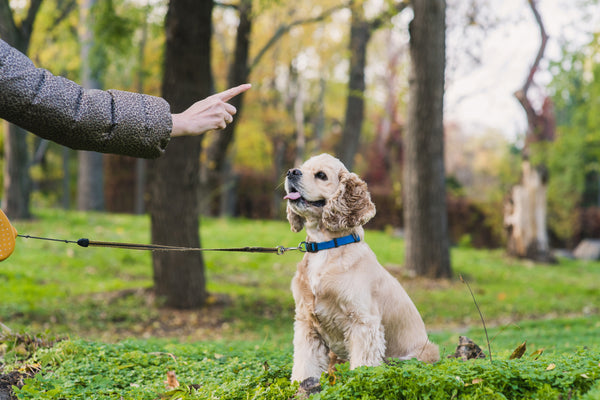 dog sitting, owner training a dog