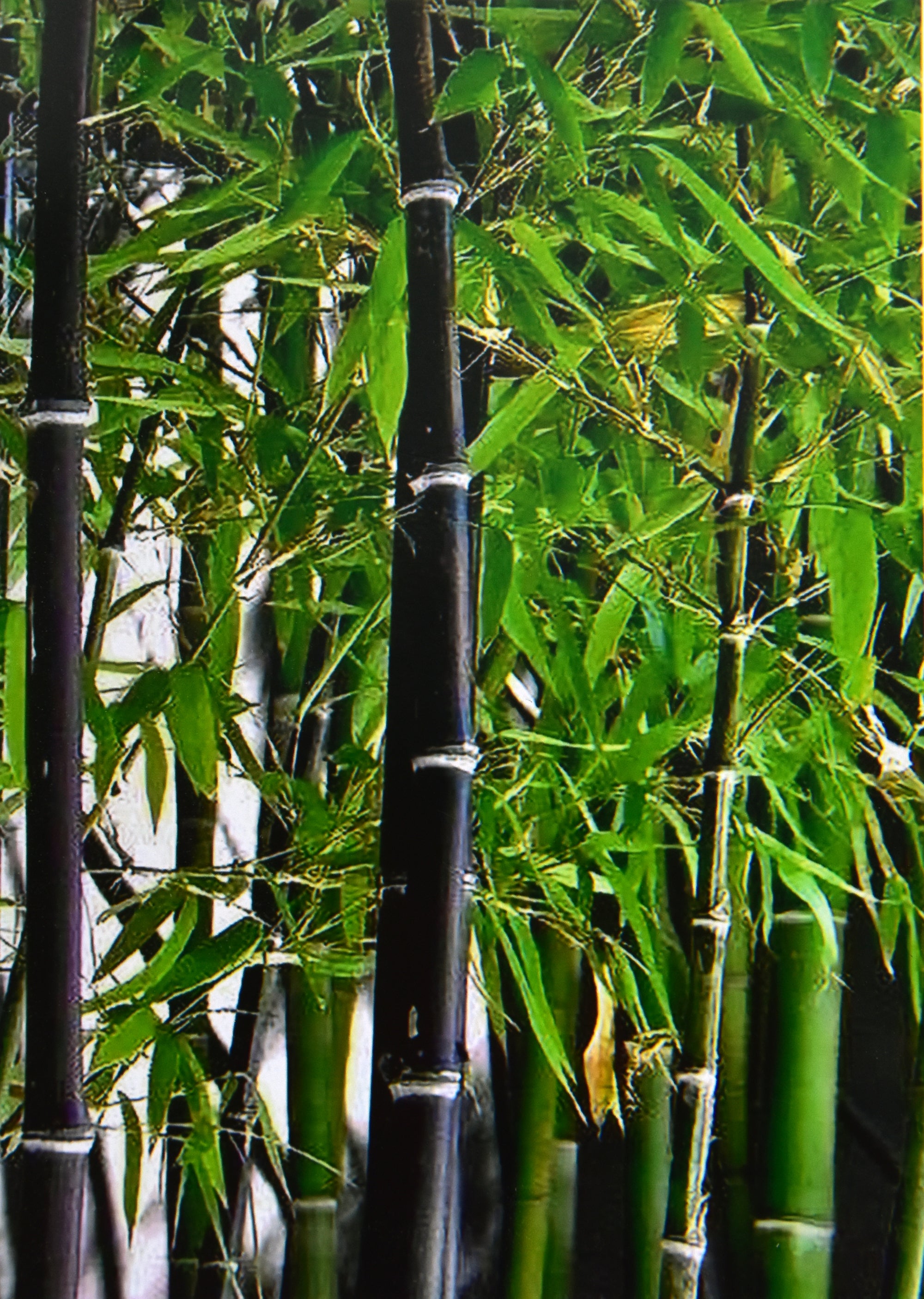 Бамбук Phyllostachys nigra