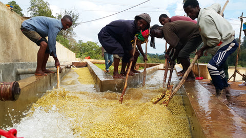 Washed coffee processing