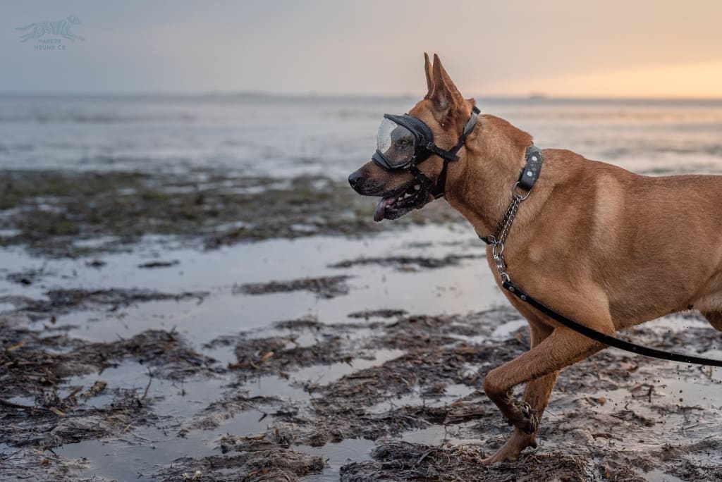 flat, quick release, martingale, & waterproof collars - Furchild