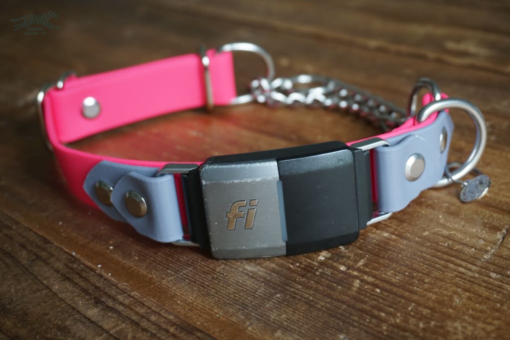 Wide 1 1/2 Inch Adjustable Buckle or Martingale Dog Collar in 