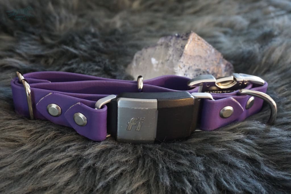 Pacifica - Buckle or Slip Dog Collar – wyldkindoutfitter