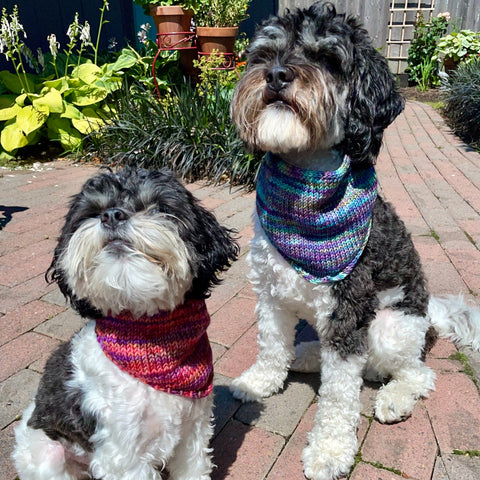 Two dogs in kerchiefs