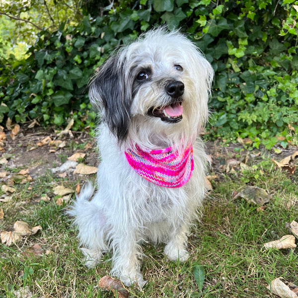 Dog in pink bandana
