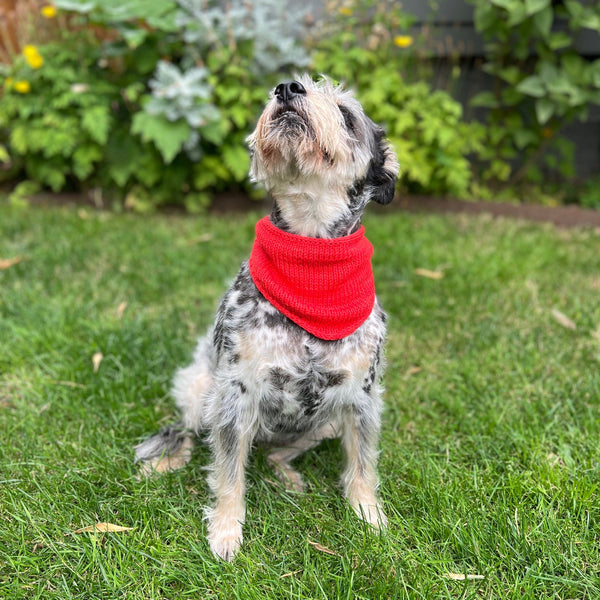 Dog in red bandana